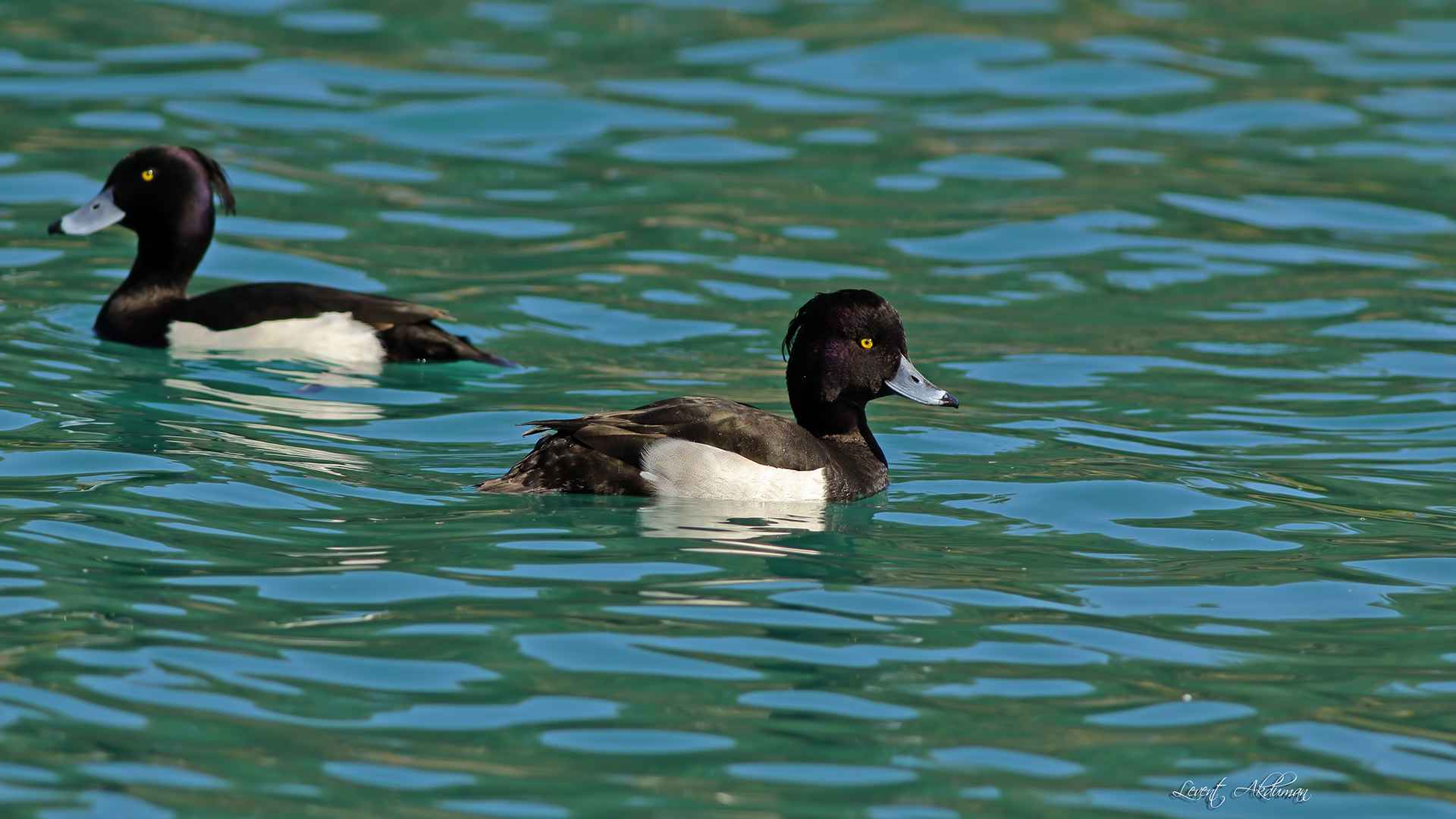 Tufted Duck